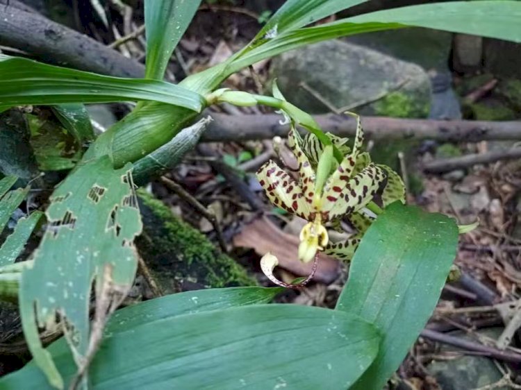 Pesquisadores descobrem orquídea em extinção em Ubá