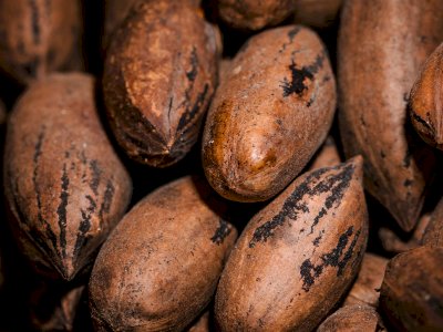 UFV e BMC Cacau firmam parceria para incentivar a produção sustentável de cacau na Zona da Mata