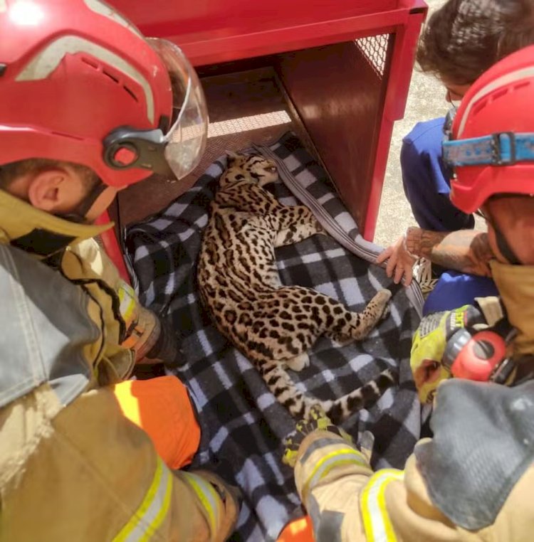 Jaguatirica é capturada em residência de Muriaé