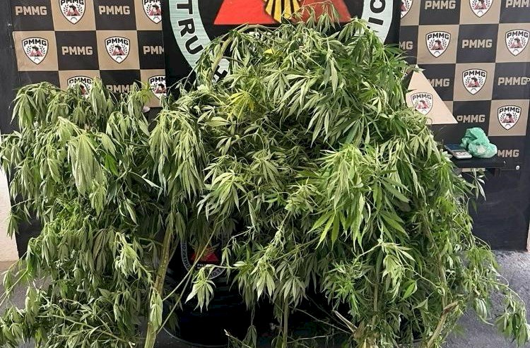 PM fecha ponto de tráfico em Cajuri, apreende pés de maconha e detém dois suspeitos