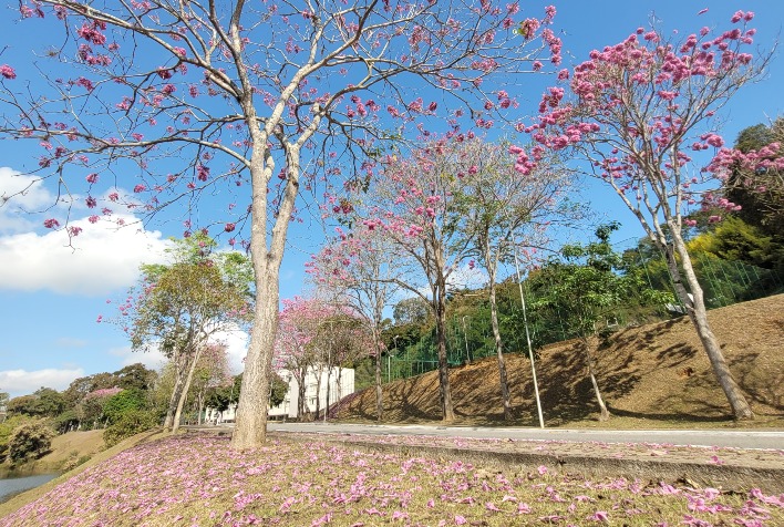 Confira como fica o tempo em Viçosa e região nesta terça-feira (15)