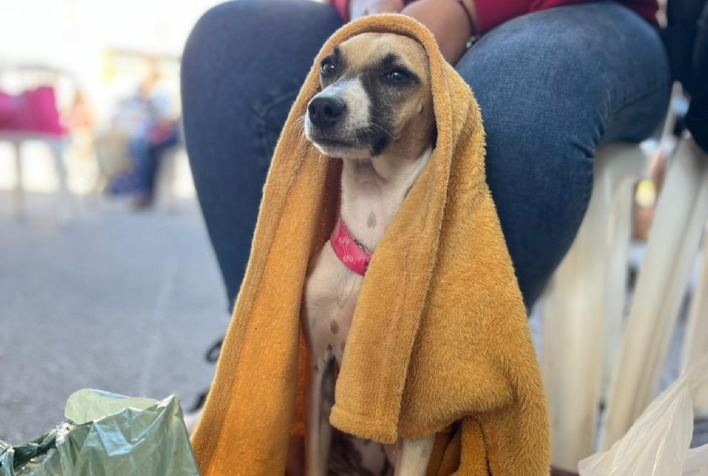 Secretaria de Meio Ambiente lança 1º edital do Programa Estadual de Saúde Básica Animal