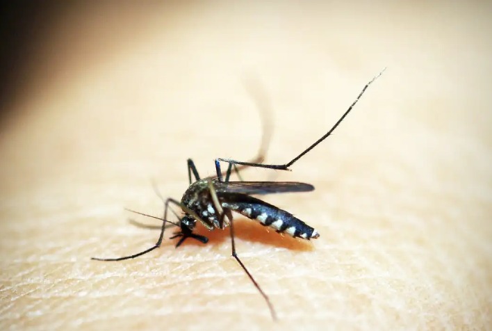 Além de 71 mortes por dengue, Minas tem 20 óbitos por chikungunya