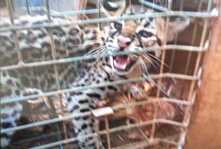 Jaguatirica é capturada após atacar galinhas nos Nobres