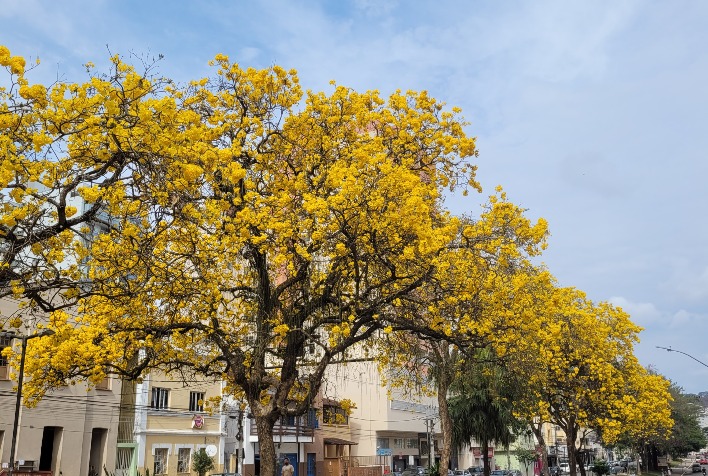 Confira como fica o tempo em Viçosa e região nesta quinta-feira (11)
