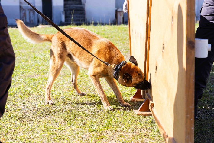 Cães farejadores da Polícia Penal aumentam a eficácia de operações contra às drogas em Minas