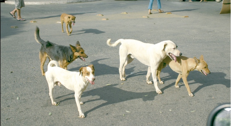 Homem preso após ataque de cães